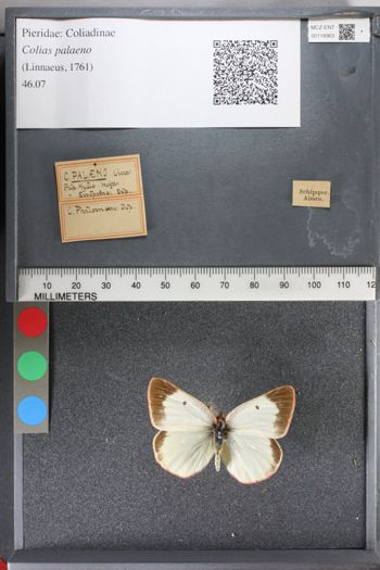 Media type: image;   Entomology 118963